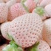 【商超品质】淡雪白草莓600g礼盒装单果30g+当季白雪公主