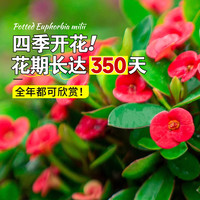 开时果 铁海棠盆栽带花 虎刺梅四季开花卉植物盆景绿植源头直发 【铁海棠】舍得紫砂盆+圆底托 铁海棠(舍得紫砂盆+圆底座)
