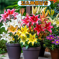 京喜 JX 百合花种球香水百合四季开花好养活花卉植物室内外耐寒花苗盆栽 百合花种球混搭+肥料