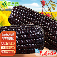玉米神 Corn God 黑玉米棒新鲜糯粘香甜东北真空包装紫色加热即食非转基因鲜食8根 含花青素 无添加 黑糯玉米8根