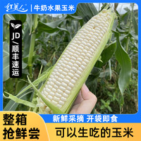 红美人 冰糖甜玉米当季现摘开袋即食生吃！牛奶玉米新鲜水果脆嫩甜限秒