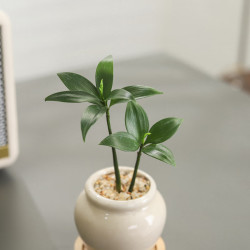 八芽 迷你竹柏盆栽茶几好养花卉绿植四季常青办公室内桌面植物净化空气 竹柏+小茶罐盆（陶瓷） 带盆栽好