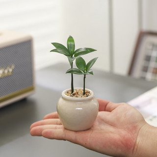 八芽迷你竹柏盆栽茶几好养花卉绿植四季常青办公室内桌面植物净化空气 竹柏+小茶罐盆（陶瓷） 带盆栽好