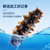 鲜京采 大连即食海参2斤 16-20只 底播辽刺参 源头直发