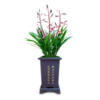 劉閣蘭花兰花墨兰金华山国兰花卉盆栽 4苗带花苞带黑四方盆清趣款源头直发