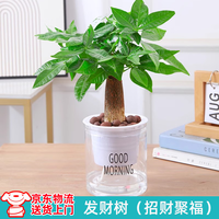 绿意 绿有意绿植盆栽多肉花卉盆栽植物室内桌面水培绿植办公室客厅植物懒人 发财树（招财聚福） 带盆带土发货