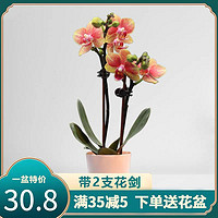 花樽与花 绿植鲜花蝴蝶兰室内盆栽带花剑高级兰花苗带花苞花期超长的易养活