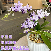 花本花 蝴蝶兰花苗带花带花苞盆栽兰花大苗室内客厅植物花卉好养四季开花