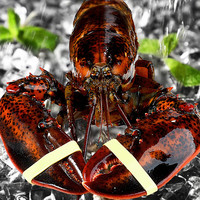 缤鲜 波士顿龙虾熟冻大波龙净重600-700g/只 海鲜水产-源头直发 波士顿龙虾【600-700g】/只