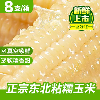 新鲜东北白糯玉米 250g*8根