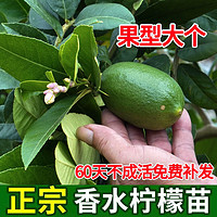 阿木木 香水柠檬苗 青柠檬树苗 庭院阳台南方北方种植盆栽地栽果树苗 香水柠檬 3年苗明年结果