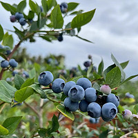 呈鲜菓农 国产云南蓝莓 新鲜大果蓝莓 当季时令水果生鲜 送 甄选大果 12盒【单盒125g】