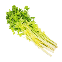 马家沟新鲜蔬菜马家沟空芯芹菜山东特产国家地标生吃的芹菜基地 马家沟优品芹菜4斤泡沫箱