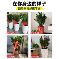 临雅金钱树盆栽客厅大花盆办公室内大型好养绿植乔迁摇钱串子真树摆件 金钱树65-70cm+白色螺纹盆
