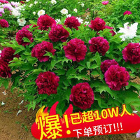 爱你一万年洛阳牡丹花苗盆栽重瓣四季开花带花苞庭院阳台鲜花绿植牡丹花树苗 花王【带芽孢】 +送生根粉+肥料+包对版