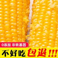 森谷农 玉米新鲜东北黄糯玉米软糯香甜黏粘真空包装粗粮代餐香糯鲜食玉米