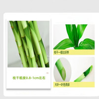 行湘富贵竹水培植物绿植 富贵竹10支80cm-1米高【不含瓶】源头直发