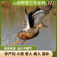 怡博士 三年山泉野养老鸭粮食散养老鸭麻鸭黄鸭农家老鸭 一只三年老母鸭(2斤左右)