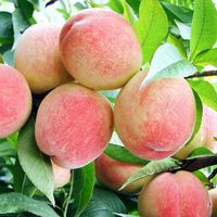 嫣蓝 桃树苗 1厘米粗 2棵