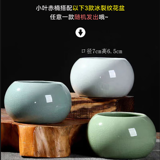 创享绿洲小叶赤楠带陶瓷花盆景植物办公室内四季花卉客厅绿植盆栽摆件好养 赤楠+冰裂纹盆+苔藓+圆底座