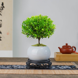 创享绿洲小叶赤楠带陶瓷花盆景植物办公室内四季花卉客厅绿植盆栽摆件好养 赤楠+冰裂纹盆+苔藓+圆底座
