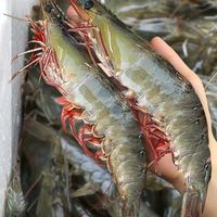 鲜驰气冻虾青岛大虾无冰新鲜特大液氮青虾海虾白虾基围虾整箱