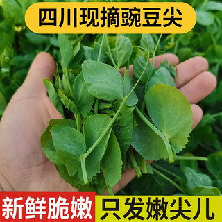 良知农哥 四川农家现摘新鲜嫩豌豆尖 新鲜蔬菜豌豆苗菜 豌豆尖尖儿 2斤丨普通快递