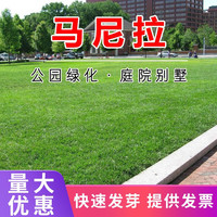千特 QIANTE 进口草坪种子草籽矮生四季青庭院绿化四季常青护坡种包衣种子 马尼拉种子1斤