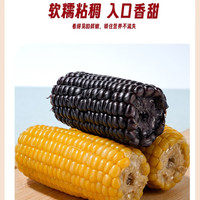吉谷良时【本店热销】轻食东北黄金产区糯玉米水果玉米真空包装 玉米段1袋*3斤半保克重约10段