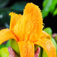 福旺熊云南青芒玉芒果 新鲜青皮大芒果 时令生鲜热带水果礼盒 精品果 净8.5斤 单果300g+
