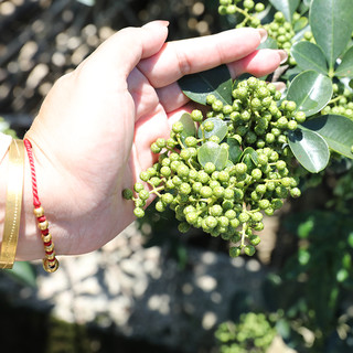 四川洪雅特产涛胖藤椒油500ml汉源特麻青花椒油米线凉菜调味