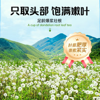 聚修堂 蒲公英根叶茶独立包装泡水喝的熬夜养生茶花草茶茶包茶叶50包