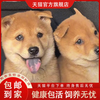 正宗大黄狗幼犬2个月中华田园犬黄色黄狗看家狗黄狗白面土猎幼犬