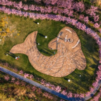 一年一度樱花季！单晚700+，住比故宫还大的国宾馆！福建鲤鱼洲酒店 豪华园景房2晚（含2大1小早餐+欢迎礼遇+儿童乐园+迷你吧等）