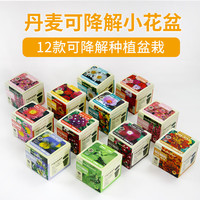 IAM City Farmer金鱼草 可降解环保盆栽 适合种植的植物 春种易开花