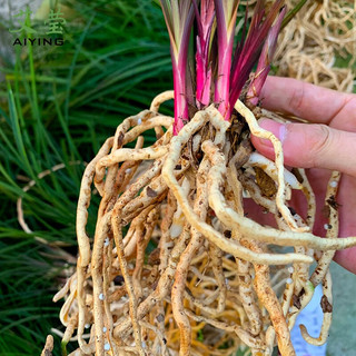 艾莹兰花苗 蕙兰红草 冬带花苞出售 有香味的兰花苗室内好养花卉 红草2苗连体，收藏送肥