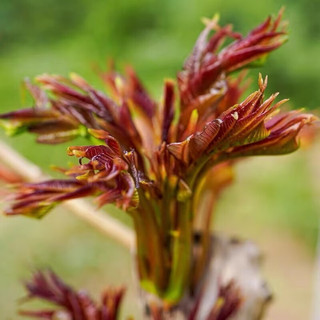 京地达云南头茬露天新鲜红油香椿芽纯芽净重250g装空运蔬菜源头直发 250克【品质纯芽】