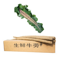 马保果 苍山牛蒡根 3斤 尝鲜装