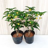 四季桂花 60-70cm 2颗