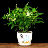 清韵伊人 6年大苗 夜来香花苗盆栽阳台庭院夏季驱蚊香草树苗夜来香植物花卉当年开花 南方北方均可种植 四年苗