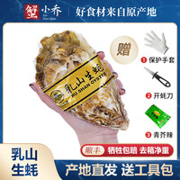 蟹小乔 乳山鲜活生蚝生鲜牡蛎 4XL号净重5斤（套标10-13个）