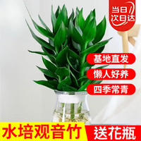 华煜 HUAYUPAI 富贵竹水培植物花卉大叶竹盆栽室内 观音竹含瓶