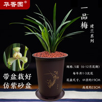华香园 兰花 一品梅 盖梅 建兰八大名品之一 浓香型 办公室内 盆栽盆景 一品梅5苗带盆(棕色盆)不带花苞