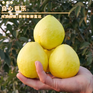 南步芭乐红心奶油白芭乐番石榴冰淇淋巴乐果新鲜低糖水果 奶油芭乐 3斤【约6-9个】普通装