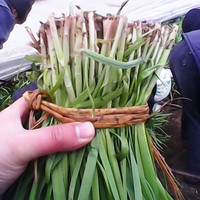 播种心情韭菜种子紫根宽叶韭菜籽红根种籽四季阳台种植盆栽蔬菜种孑 白根韭菜种子1包