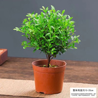 枫琪盼 小盼菩提盆栽 带果菩提树盆景 小叶赤楠