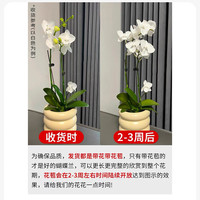 花点时间(Reflower)蝴蝶兰盆栽带花带花苞绿植鲜花花卉客厅办公室装饰摆件 【2花箭】粉色系(含火锅盆)