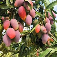 百味心诚广西贵妃芒果新鲜水果现摘果热带应季时令整箱 5斤中大果(单果100-150g)含箱 4.5斤【优选果】单果100-150g