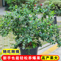 嫣蓝 蓝莓果树 4年苗 1棵 源头直发