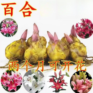 景郁春 JIRYUCUR百合花种球香水百合四季开花好养活花卉【5球装】混色源头直发